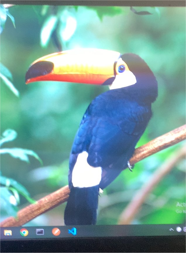 BIRD Animals Vintage Postcard CPSM #PBR383 — front