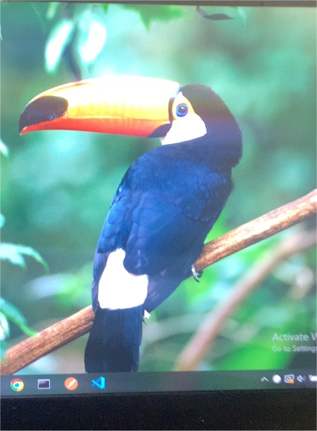 COLOURFUL TOUCAN - Wild Birds Poster Picture Print — front