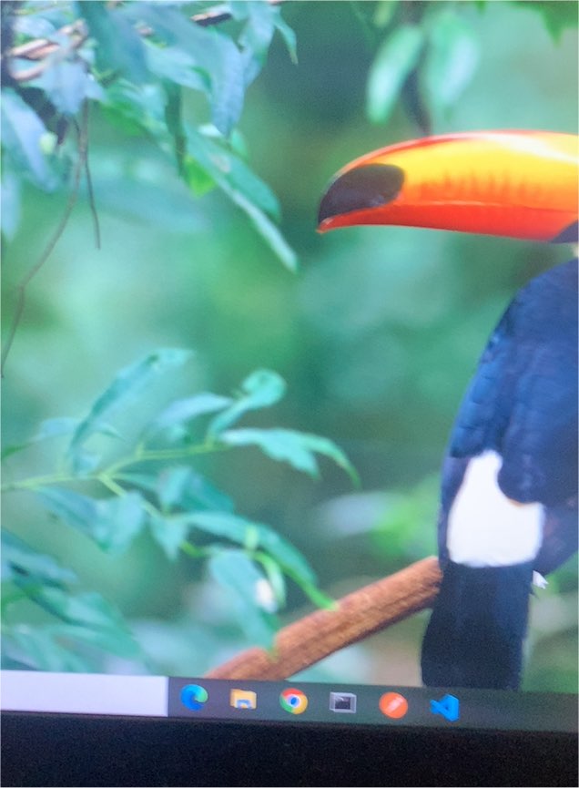 Toco Toucan San Diego Zoo Animal Color Series - Postcard — front