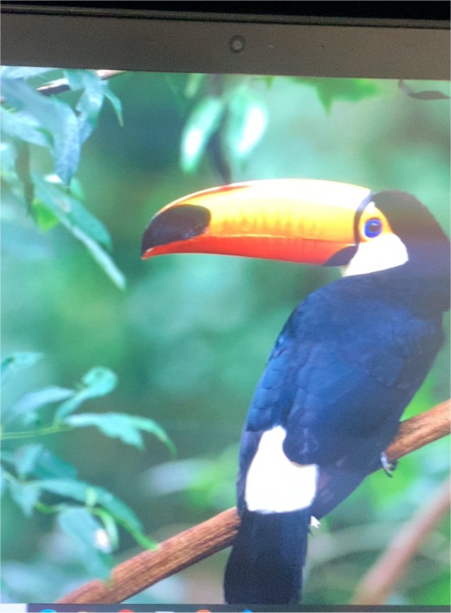 1993 Cardz San Diego Zoo Toucan — front