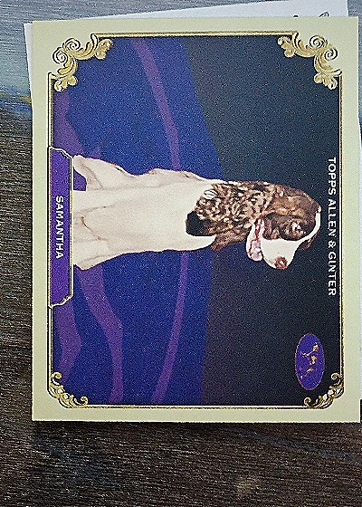 2024 Topps Allen & Ginter #SOS-39 Samantha Stars of the Show Westminster Kennel — front