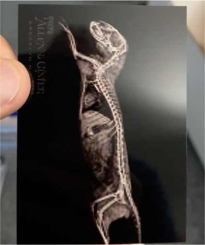 2024 Topps Allen & Ginter #XR-14 Dwarf Mongoose X-Ray — front
