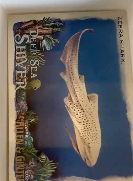 2021 Topps Allen & Ginter #DSS-14 Zebra Shark Deep Sea Shiver — front