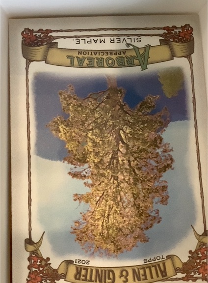 2021 Topps Allen & Ginter Arboreal Appreciation #AA-3 Silver Maple — front