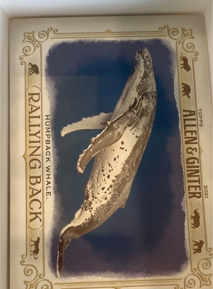 2021 Topps Allen & Ginter Rallying Back #RB-6 Humpback Whale — front