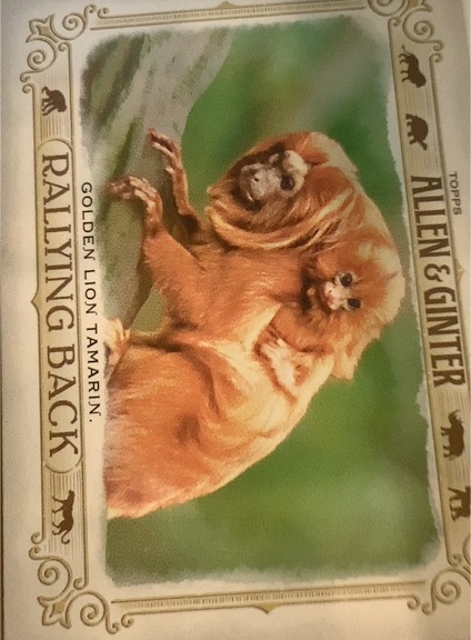 2021 Topps Allen & Ginter Rallying Back #RB-8 Golden Lion Tamarin — front