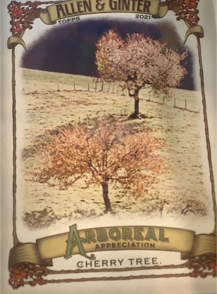 2021 Topps Allen & Ginter Arboreal Appreciation #AA8 Cherry Tree — front