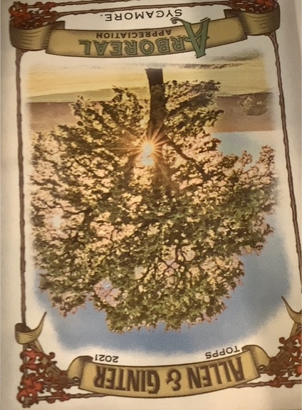 2021 Topps Allen & Ginter #AA-2 Sycamore Arboreal Appreciation — front