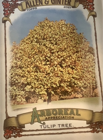 2021 Topps Allen & Ginter Arboreal Appreciation #AA-14 Tulip Tree — front