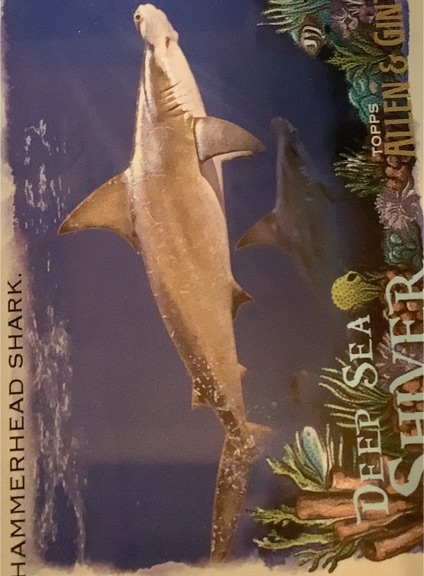 2021 Topps Allen & Ginter #DSS-6 Hammerhead Shark Deep Sea Shiver — front