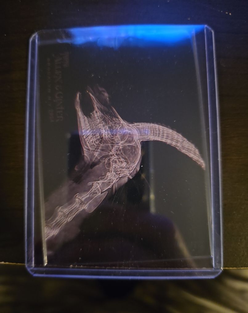 2024 Topps Allen & Ginter #XR-20 Speke's Gazelle Oregon Zoo X-Ray — front