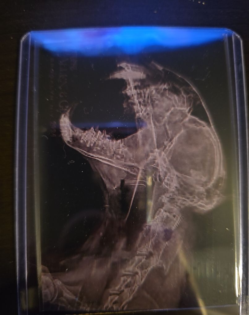 2024 Topps Allen & Ginter #XR-19 African Painted Dog Oregon Zoo X-ray — front