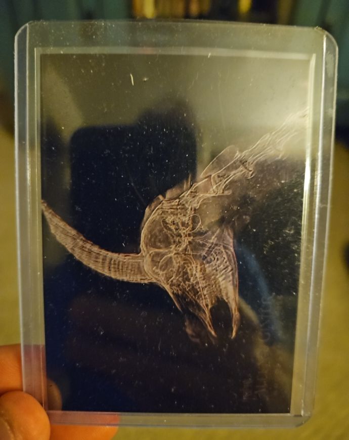 2024 Topps Allen & Ginter X-Ray #XR-20 Speke's Gazelle — front