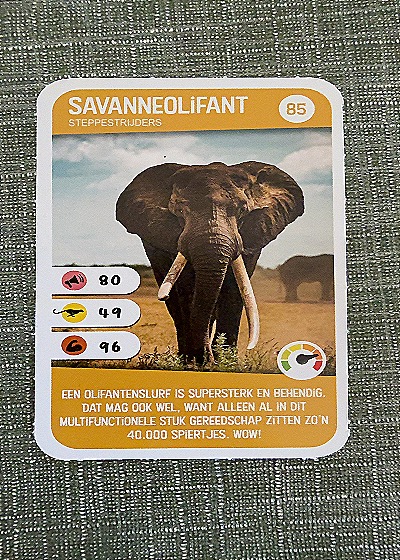 Savanneolifant #85 — front