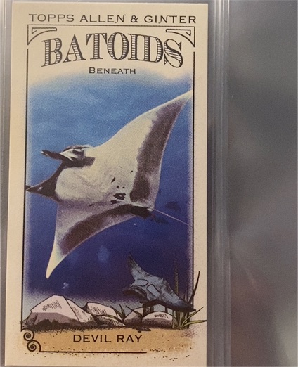 2024 Topps Allen & Ginter Batoids Beneath Mini #RITW-5 Devil Ray — front