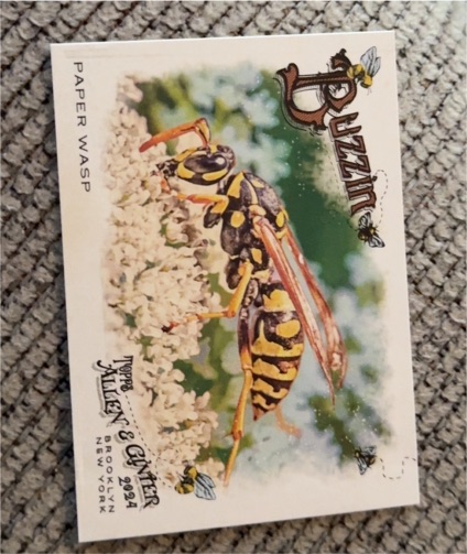 2024 Topps Allen & Ginter #BUZ-14 Paper Wasp Buzzin' — front