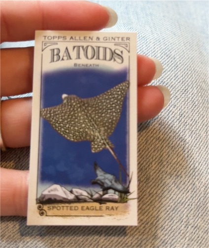 2024 Topps Allen & Ginter #RITW-6 Spotted Eagle Ray Mini Batoids Beneath — front