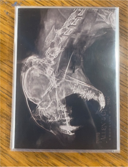 2024 Topps Allen & Ginter #XR-11 Black Bear X-Ray Insert — front