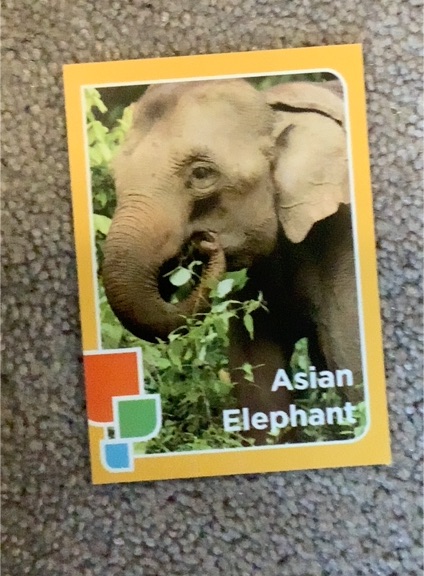1999 National Geographic Asian Elephant Card — front