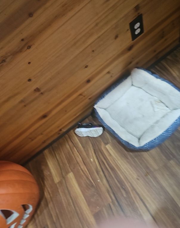 dog bed — front