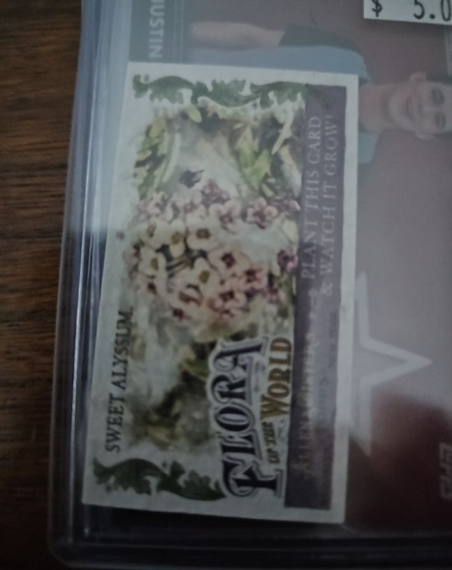 2011 Topps Allen & Ginter Mini Flora of the World #FOW-5 Sweet Alyssum — front