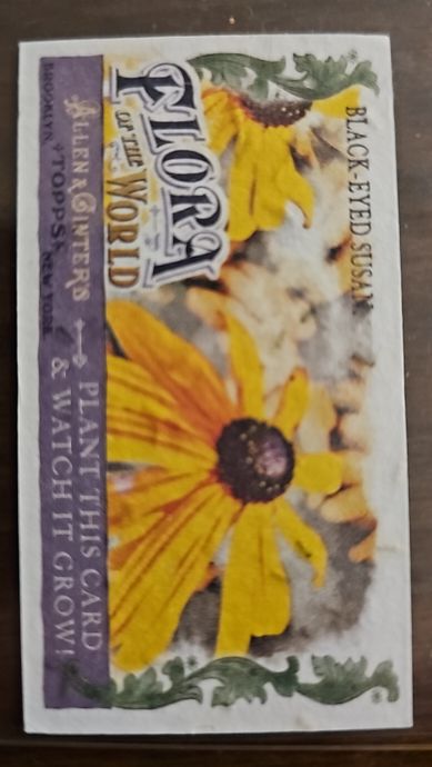 2011 Topps Allen & Ginter Mini Flora of the World #FOW-1 Black-Eyed Susan — front