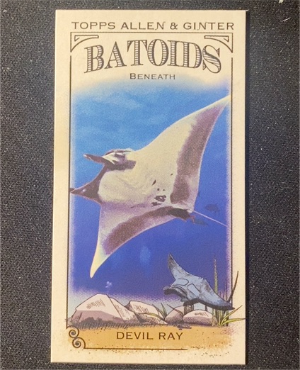 2024 Topps Allen & Ginter Batoids Beneath Mini #RITW-5 Devil Ray — front