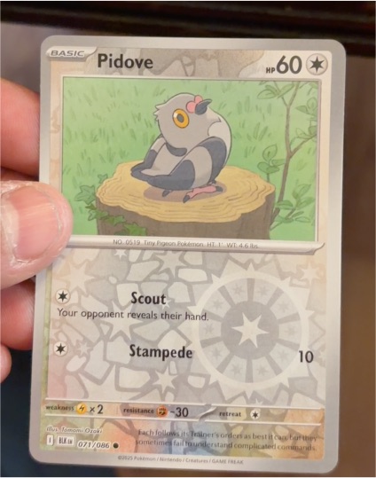 2025 Pokémon SV Black Bolt #071 Pidove — front