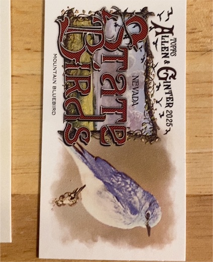 2025 Topps Allen & Ginter State Birds Mini #SB-12 Mountain Bluebird — front