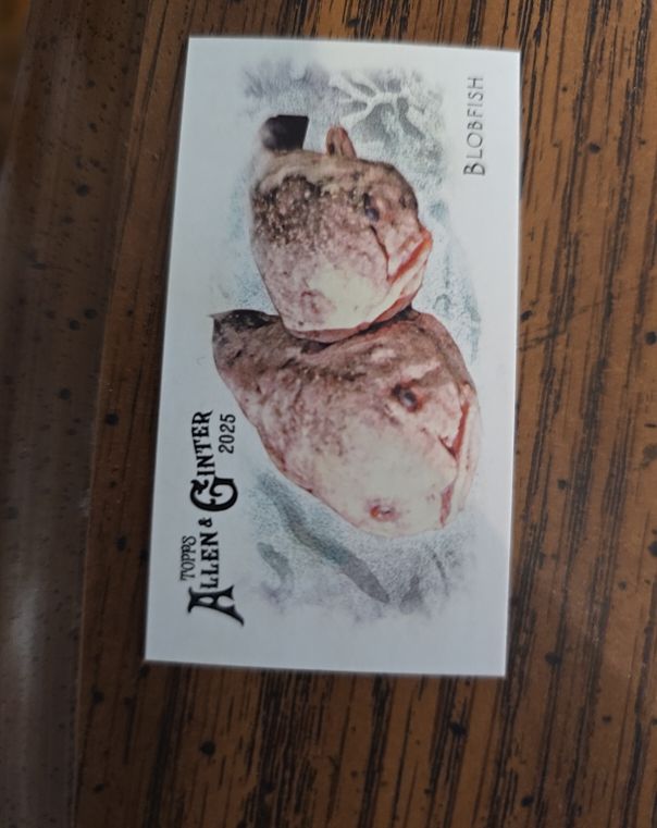 2025 Topps Allen & Ginter Mini 50 Fish From Global Waters #FGW-50 Blobfish — front