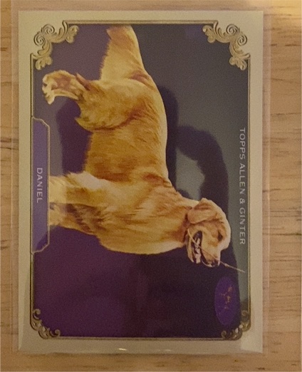 2024 Topps Allen & Ginter #SOS-7 Daniel Stars of the Show Westminster Kennel — front