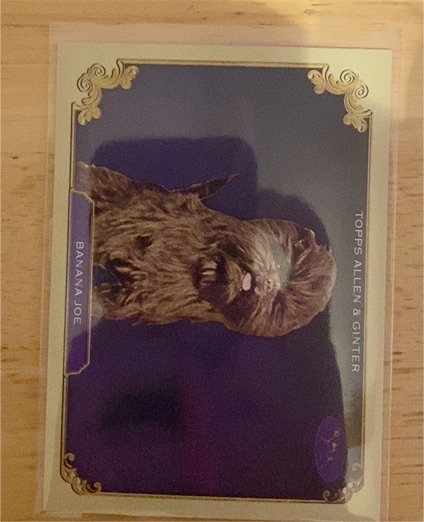 2024 Topps Allen & Ginter #SOS-40 Banana Joe The Westminster Kennel Club — front