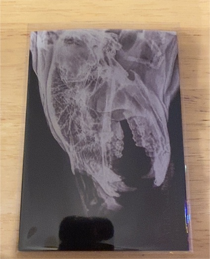 2024 Topps Allen & Ginter Black Bear #XR-11 X-Ray Insert X-Ray'd Oregon Zoo — front