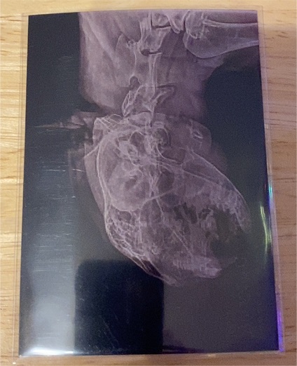 2024 Topps Allen & Ginter #XR-13 Cougar Oregon Zoo X-Ray — front