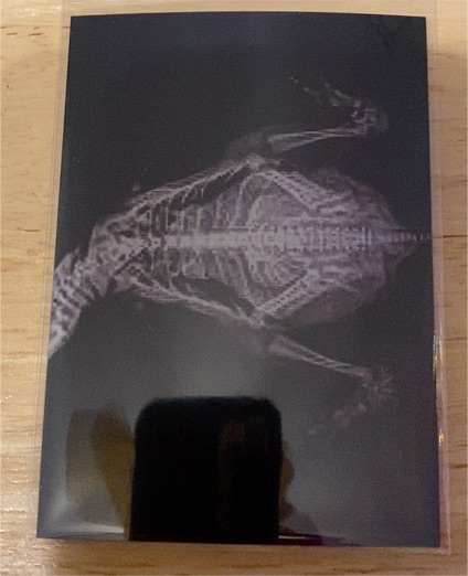 2024 Topps Allen & Ginter X-Ray'd #XR-17 Humboldt Penguin — front