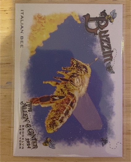 2024 Topps Allen & Ginter #BUZ-5 Italian Bee Buzzin' — front