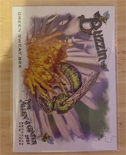 2024 Topps Allen & Ginter #BUZ-8 Green Sweat Bee Buzzin' — front