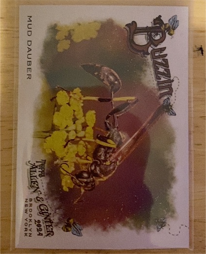 2024 Topps Allen & Ginter #BUZ-5 Mud Dauber — front