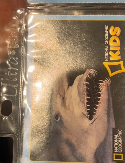 1990 National Geographic Kids Shark Card — front