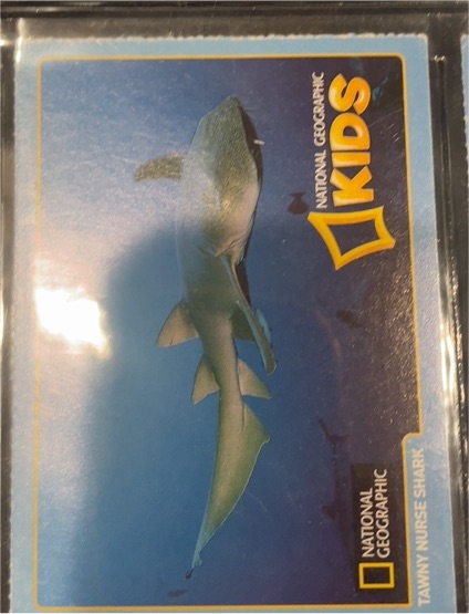 National Geographic Kids Tanny Nurse Shark Card — front