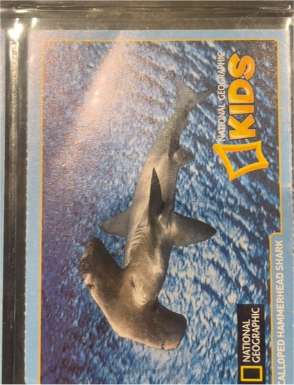 National Geographic Kids Hammerhead Shark Card — front