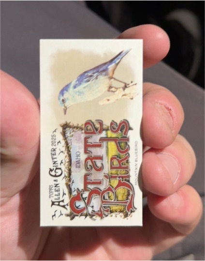 2025 Topps Allen & Ginter Mini State Birds #SB-25 Mountain Bluebird — front