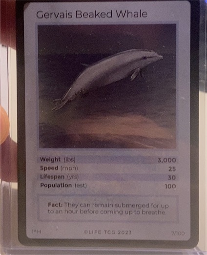 2023 Life TCG #7 Gervais Beaked Whale — front
