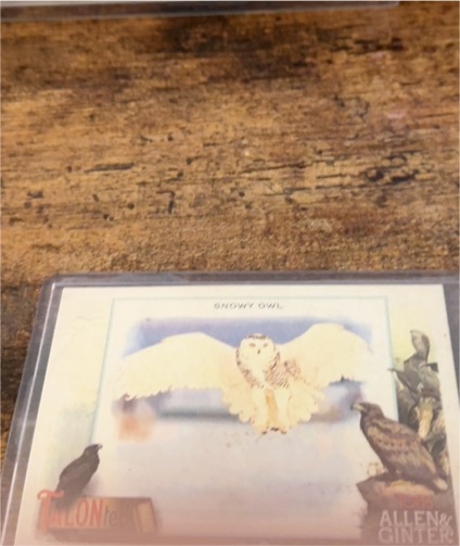 Allen & Ginter Snowy Owl Print — front