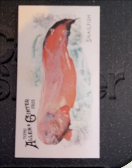 2025 Topps Allen & Ginter Blobfish #FGW-19 Mini Insert — front