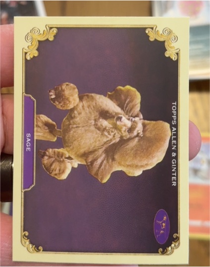 2024 Topps Allen & Ginter #SOS-27 Sage — front