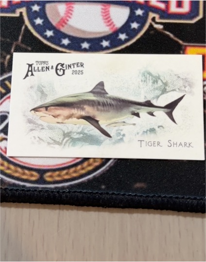 2025 Topps Allen & Ginter Tiger Shark — front