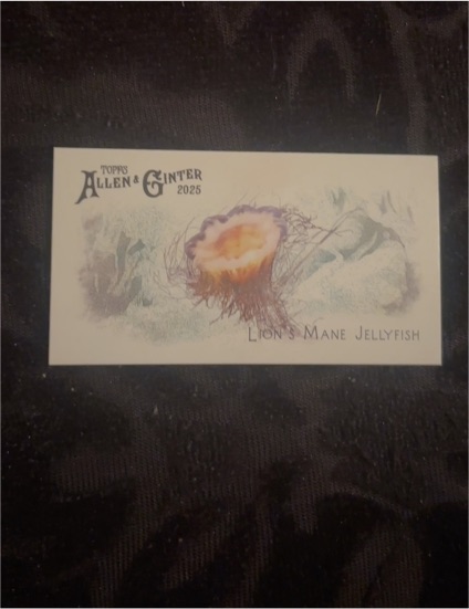 2025 Topps Allen & Ginter Fish From Global Waters MINI #FGW-42 Lion's Mane Jellyfish — front