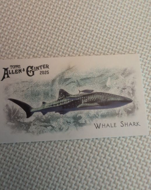2025 Topps Allen & Ginter #FGW-37 Whale Shark — front