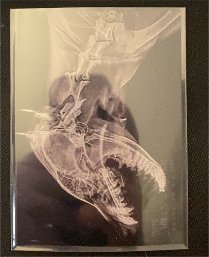 2024 Topps Allen & Ginter Oregon Zoo X-Ray #XR-13 Cougar — front
